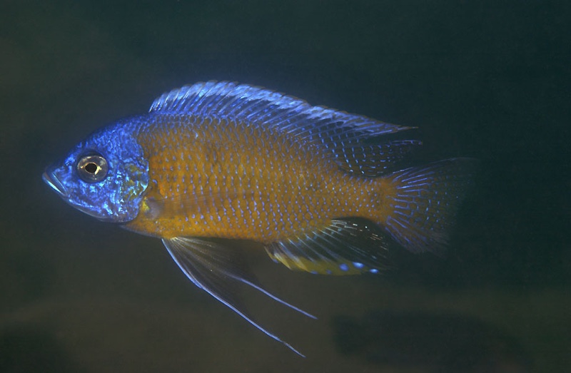 Copadichromis borleyi 'Chidunga Rocks'